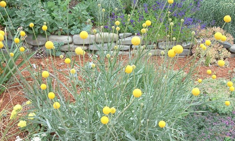 Craspedia Globosa Plant