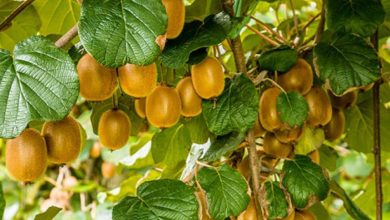 planta kiwi amarillo