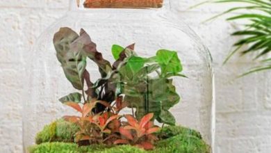 Terrarium de Plantas