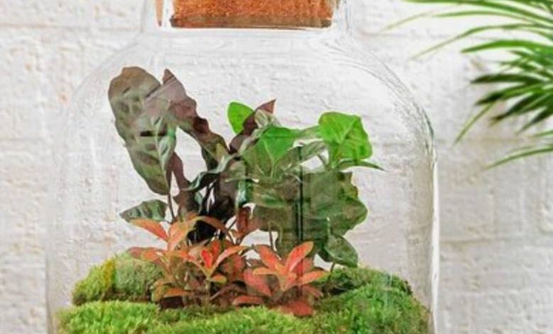 Terrarium de Plantas