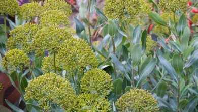 Bupleurum Fruticosum