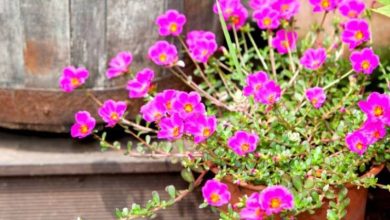 Portulaca Planta