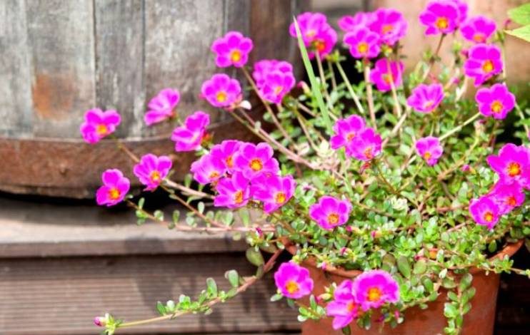 Portulaca Planta