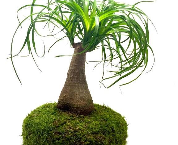 Planta Kokedama