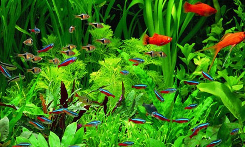 Plantas de acuario de bajos requerimientos